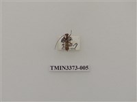 藏品(高砂白天牛)的圖片